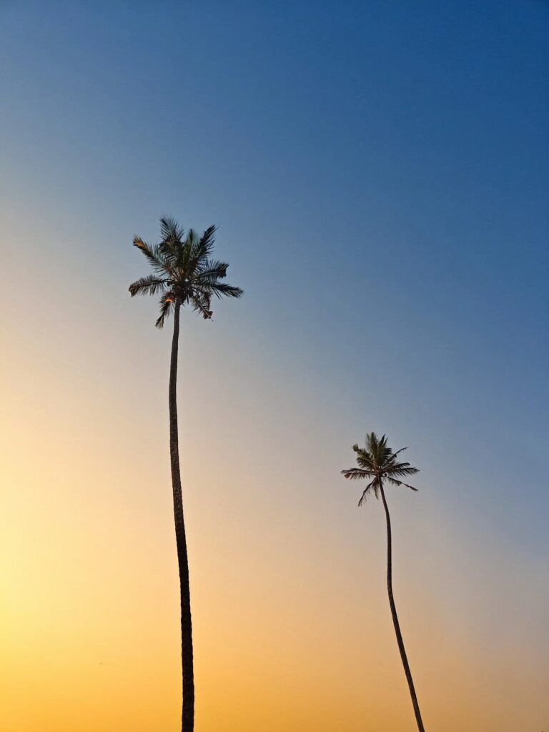 mombasa palm trees oneplus 11