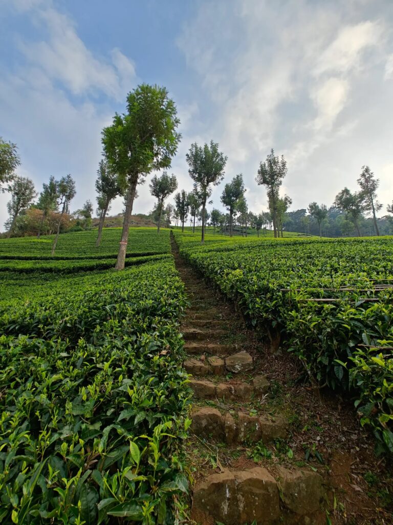 tea farm kericho oneplus 11